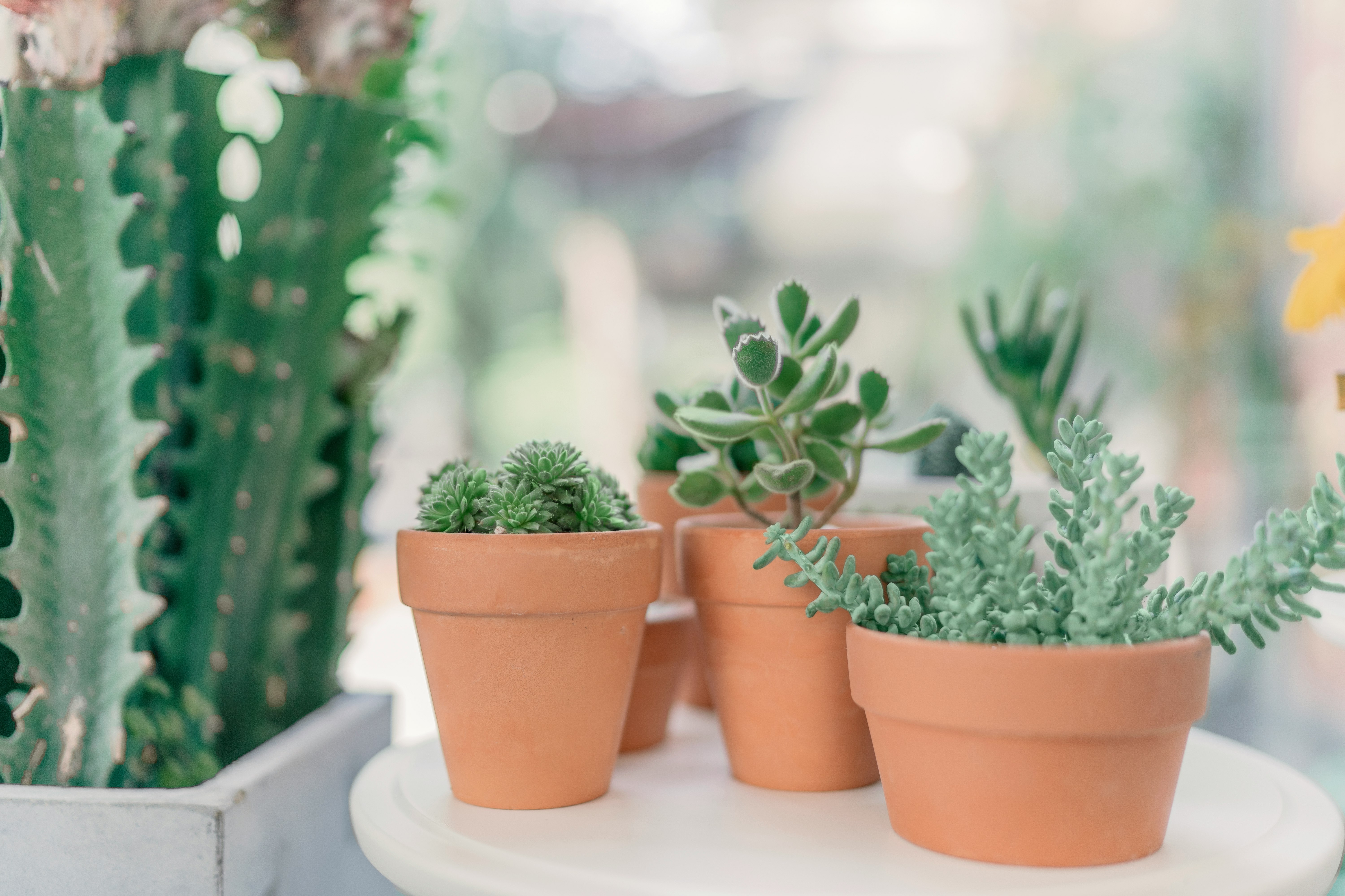 green succulent plants on brown clay pots